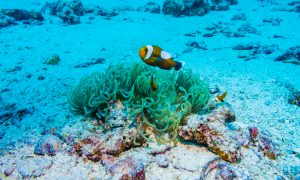 Koh Samui Snorkeling & Kayaking 