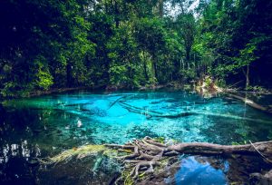 Krabi Emerald Pool, hot spring and tiger temple