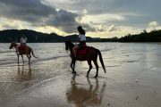 Krabi Horse riding - Image 2