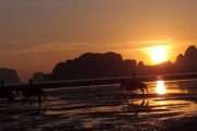 Krabi Horse riding - Image 4